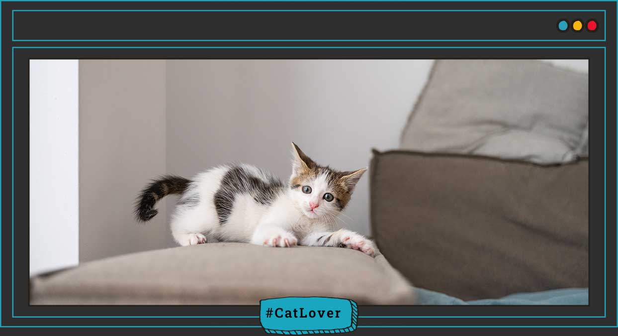 ¿Por qué arañan los gatos?
